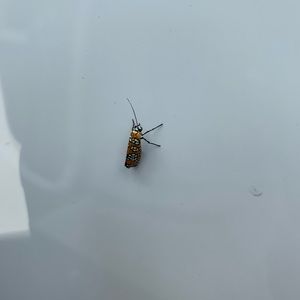 Meet your Posher, Brad